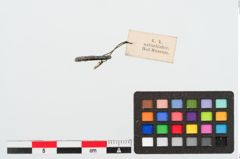 Foto von Bronzering (NHMW-PRAE-023969)